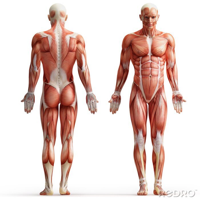 Poster  Anatomie, muscles