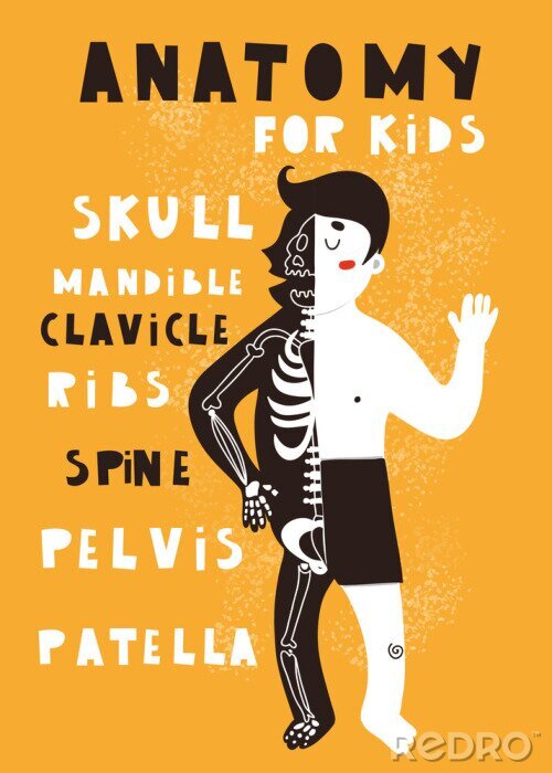 Poster  Anatomie pour les enfants