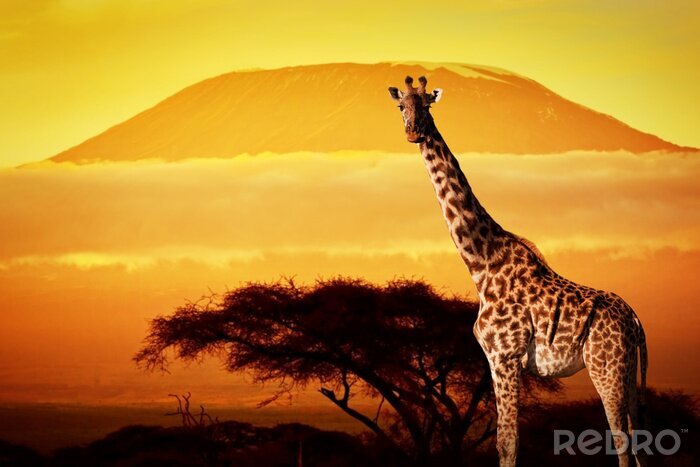 Poster  Animal africain dans la savane