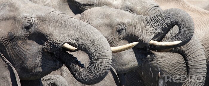 Poster  Animal africain gris