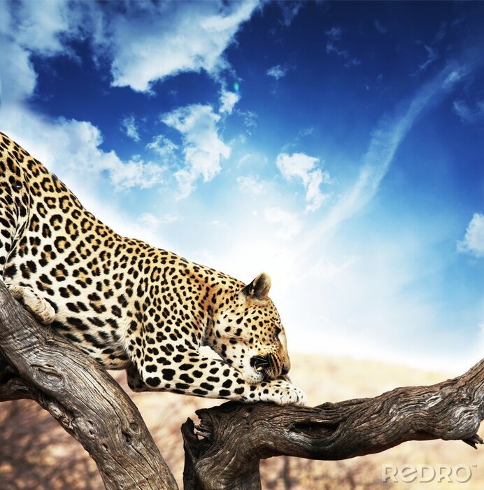 Poster  Animal agile léopard