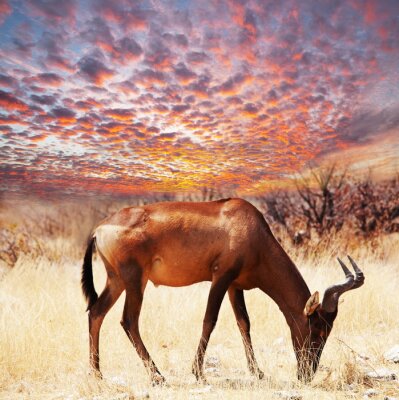 Poster  Animal antilope contre le ciel