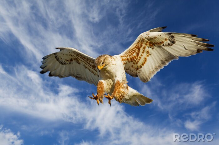 Poster  Animal au vol dans le ciel