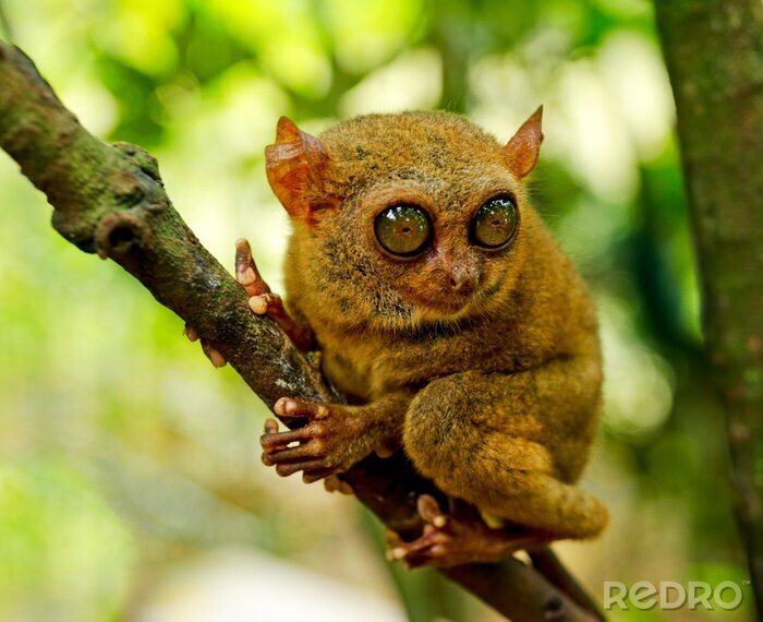 Poster  Animal aux yeux multiples sur une branche