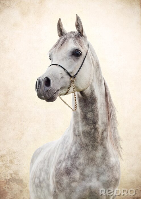 Poster  Animal bride décorative