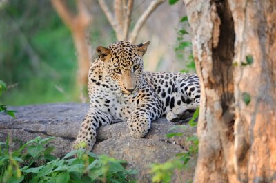 Animal couché sur une pierre