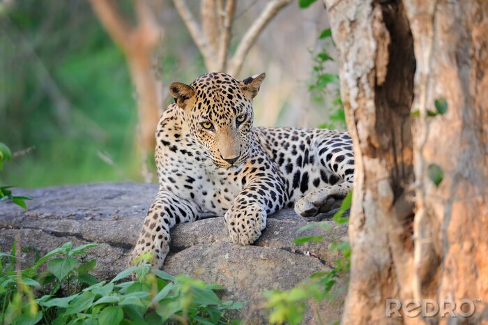 Poster  Animal couché sur une pierre