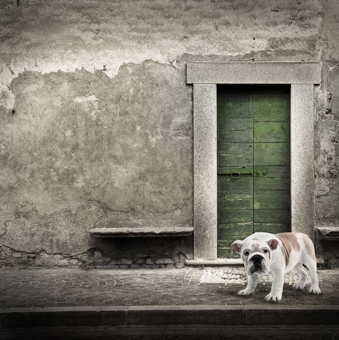 Poster  Animal debout dans la rue