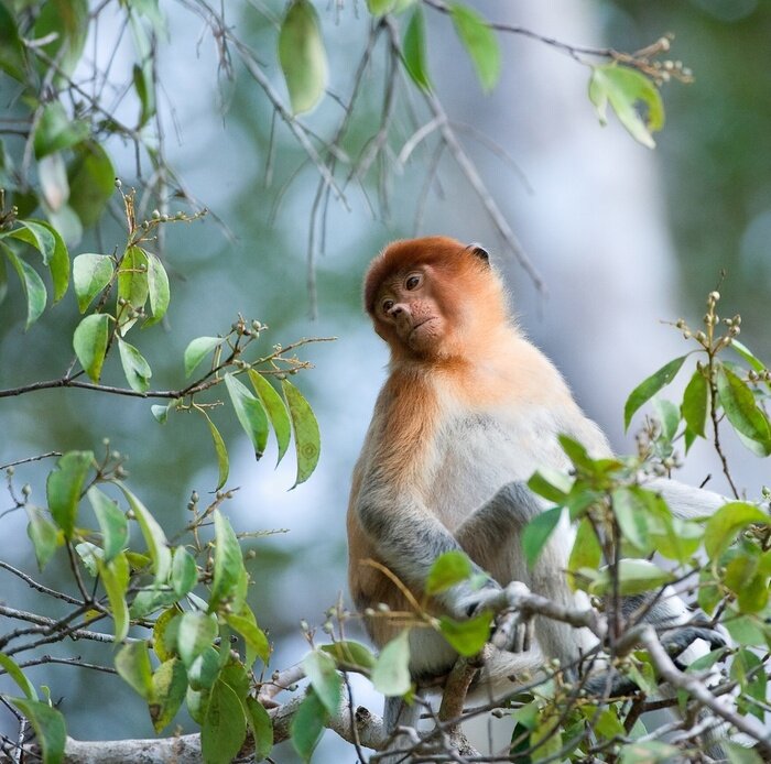 Poster  Animal exotique dans les feuilles