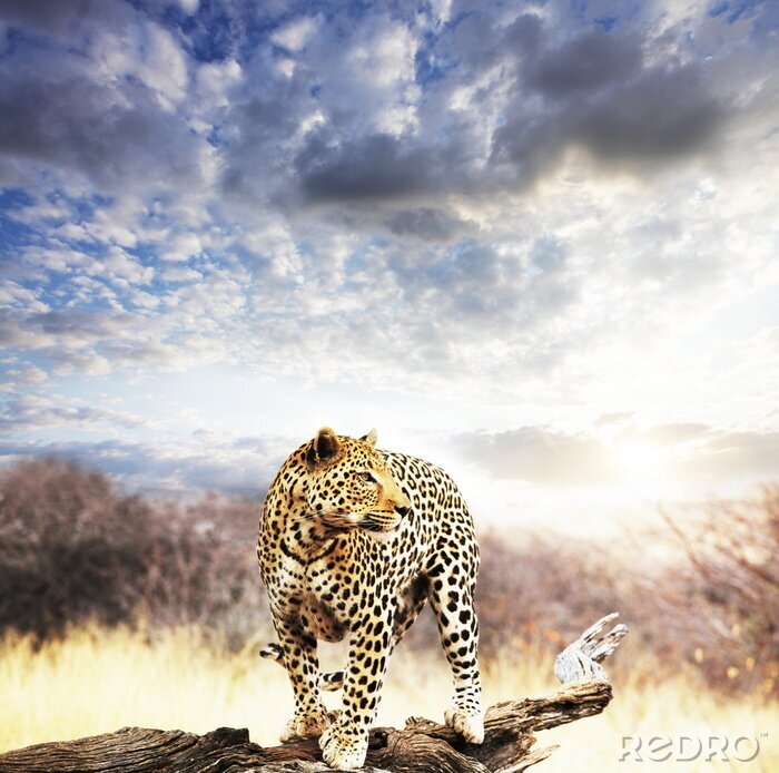 Poster  Animal guépard contre le ciel