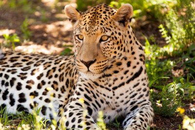 Poster  Animal léopard à l'ombre