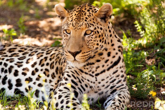 Poster  Animal léopard à l'ombre