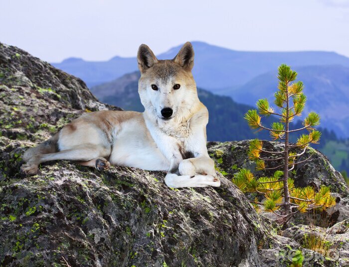 Poster  Animal loup sur le rocher