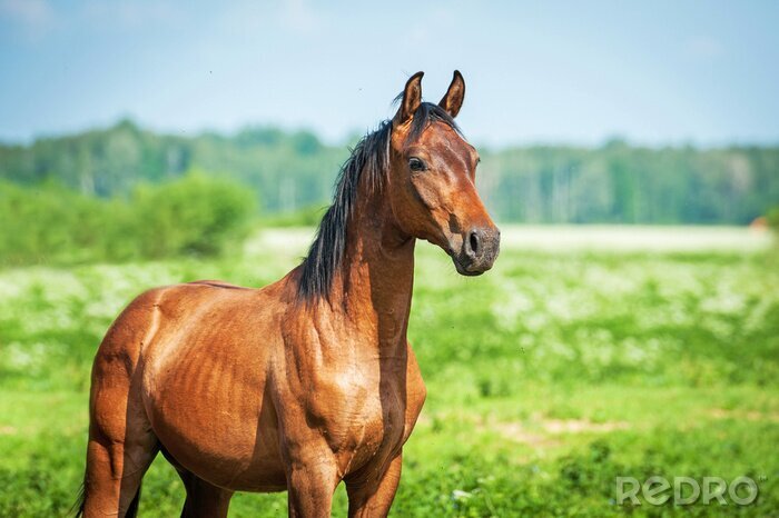 Poster  Animal majestueux sur l'herbe