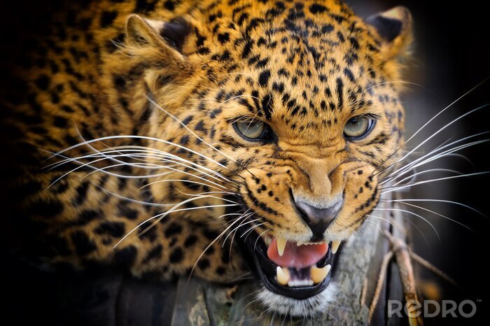 Poster  Animal montrant ses dents