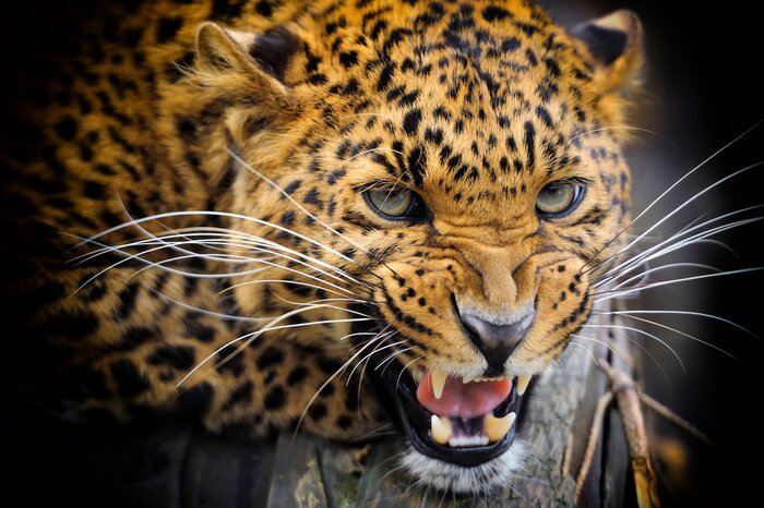 Poster  Animal montrant ses dents