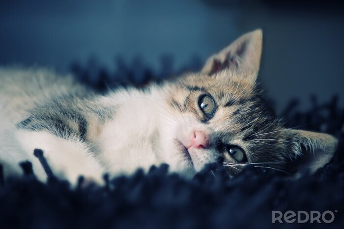 Poster  Animal ravissant sur la couverture