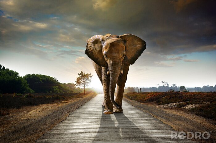 Poster  Animal sauvage africain sur la route
