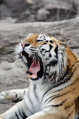 Poster  Animal sauvage tigre de Sibérie