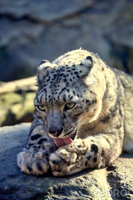 Poster  Animal tacheté couché sur la pierre