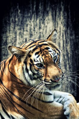 Poster  Animal tigre sauvage