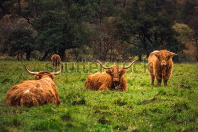 Poster  Animaux à la campagne dans le pré
