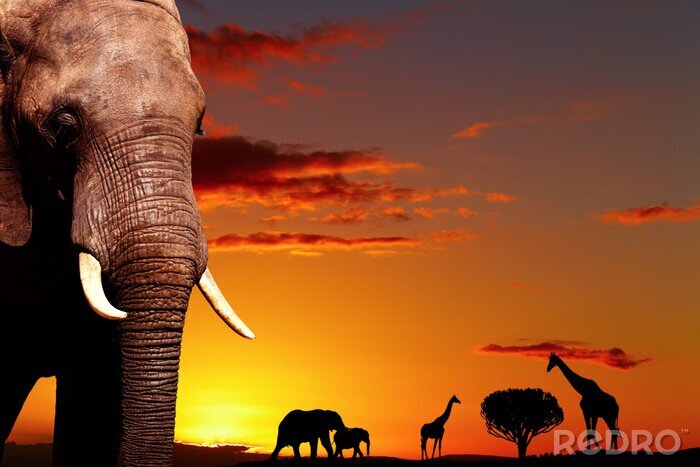 Poster  Animaux africains au soleil