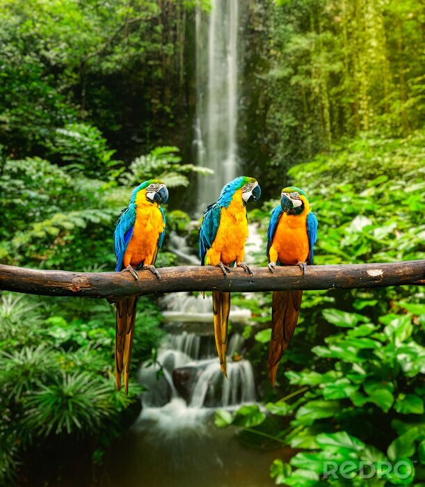 Poster  Animaux assis sur une branche