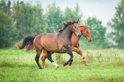 Animaux au galop dans la prairie