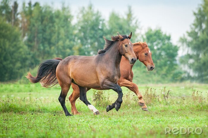 Poster  Animaux au galop dans la prairie