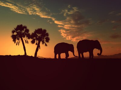 Poster  Animaux d'éléphants d'Afrique au coucher du soleil