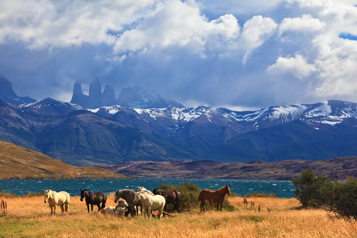 Poster  Animaux dans les prés