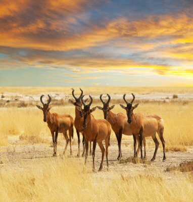 Poster  Animaux du troupeau d'antilopes