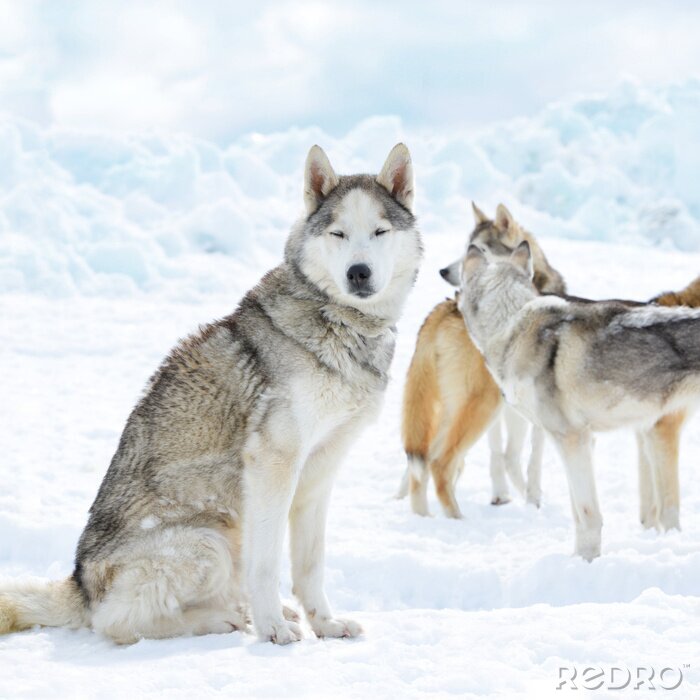 Poster  Animaux loups dans la neige