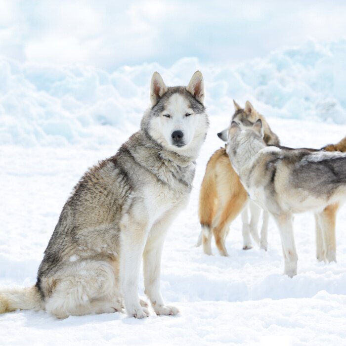 Poster  Animaux loups dans la neige