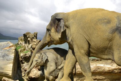 Poster  Animaux maman et bébé éléphant