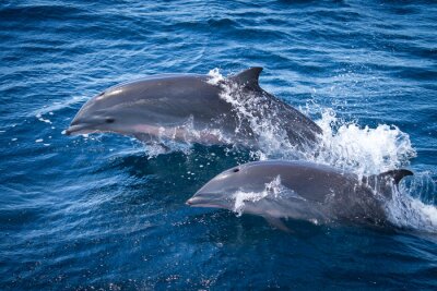 Poster  Animaux marins deux dauphins