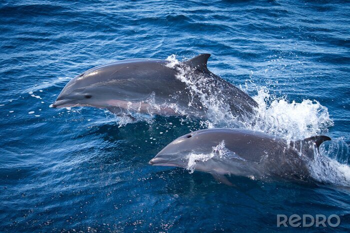 Poster  Animaux marins deux dauphins