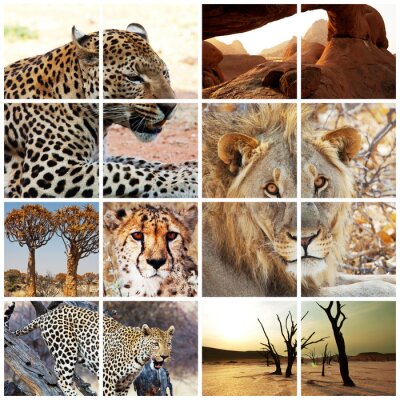Poster  Animaux sauvages d'Afrique