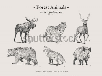 Poster  Animaux sauvages de la forêt