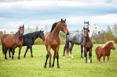 Animaux variés dans la prairie