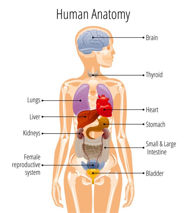 Poster  Apprendre l'anatomie humaine