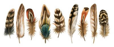 Poster  Aquarelle à la main dessiné ensemble isolé de plumes brunes