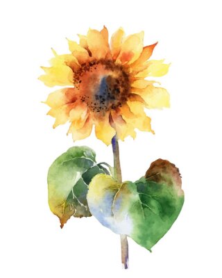 Sticker  Aquarelle avec un tournesol
