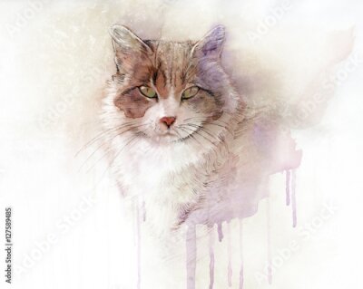 Poster  Aquarelle d'un chat de race pure