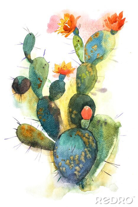 Poster  Aquarelle main dessinée fleur de fleur de cactus en épi