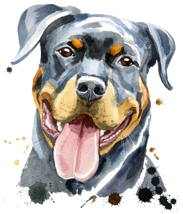 Poster  Aquarelle portrait de rottweiler
