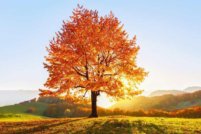 Poster  Arbre d'automne sur une colline extérieure