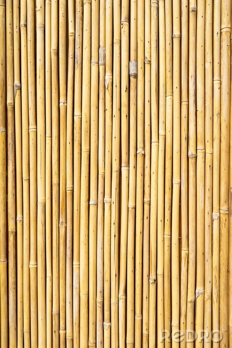 Poster  Arbre de bambou après traitement