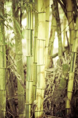Poster  Arbre de bambou au milieu de la forêt